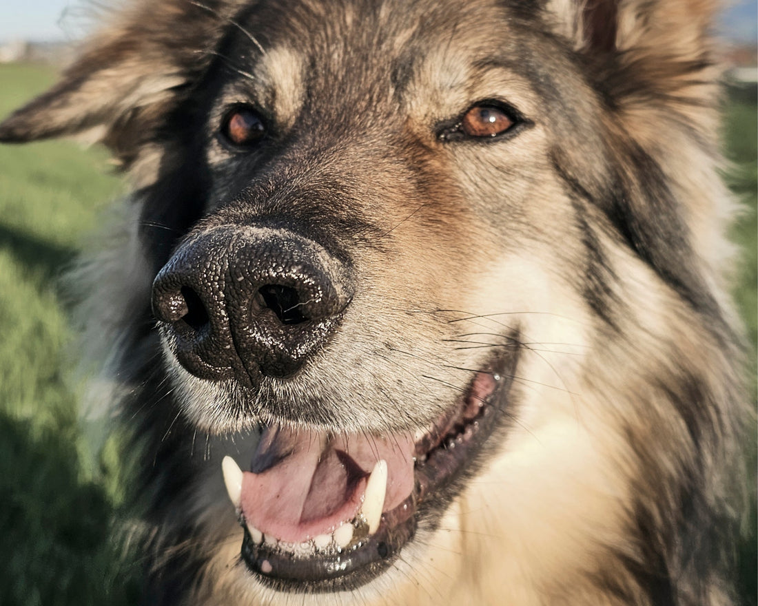 Das Märchen vom bösen Wolf.