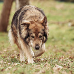 Salbe für Pfoten und Nase - Für den Wolf - 50ml