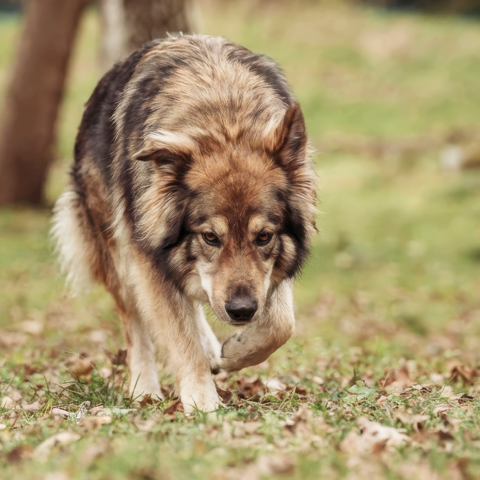 Salbe für Pfoten und Nase - Für den Wolf - 50ml