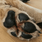 Salbe für Pfoten und Nase - Für den Wolf - 50ml